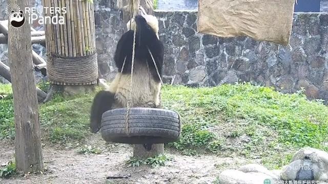 Tutti pazzi per il panda ginnasta