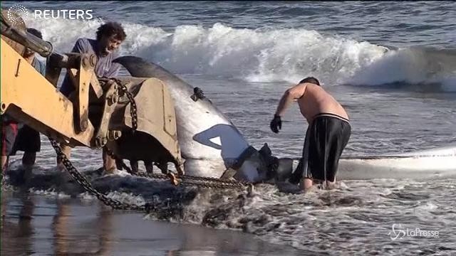 Cile, una balena spiaggiata sulla costa di Lota