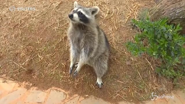 In Cina procioni affamati e spudorati