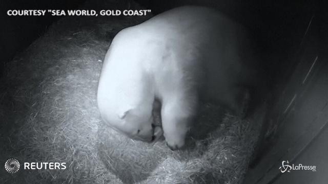 Australia, la mamma orsa è tenerissima con i suoi gemellini