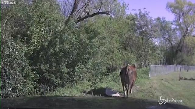 Usa, poliziotto insegue mucca in fuga ma rischia di essere caricato