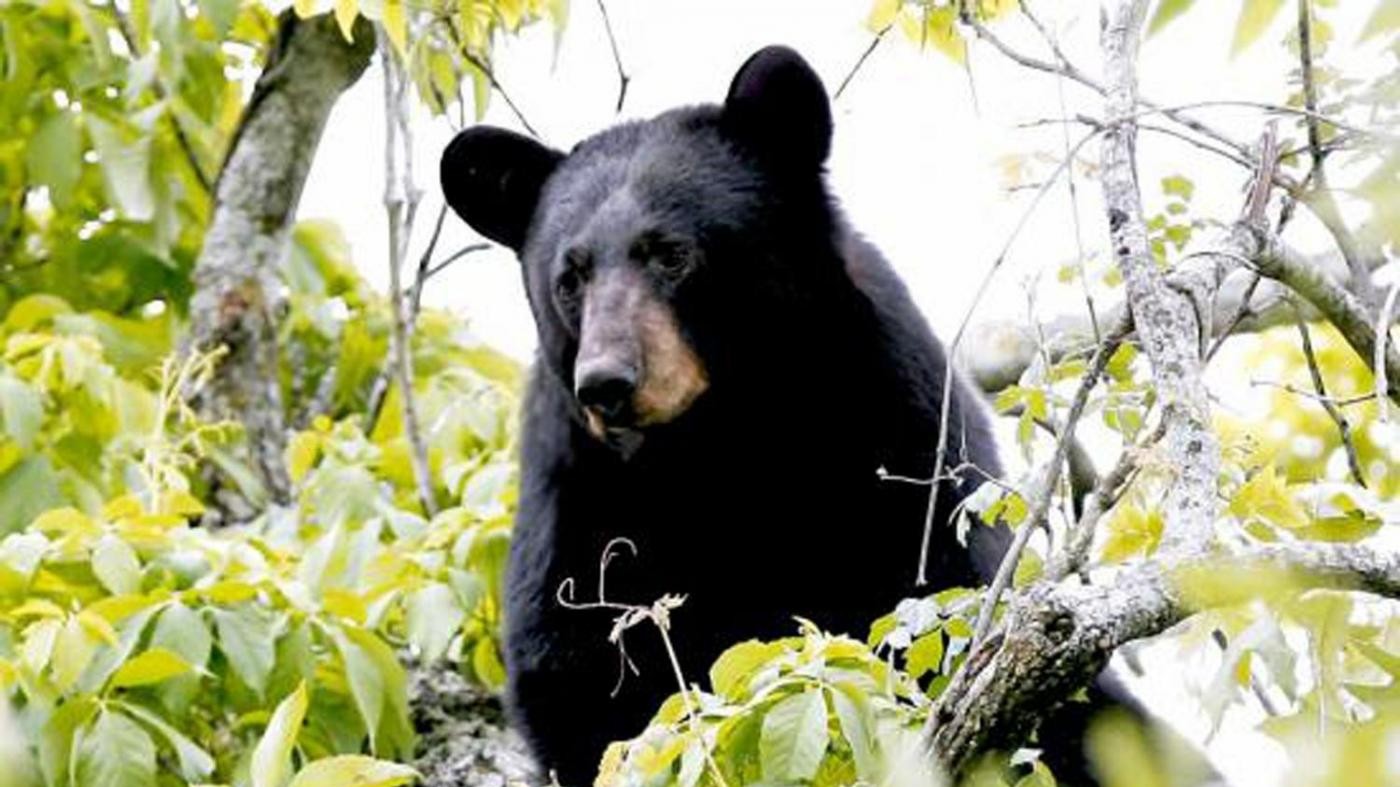 Usa, orso che ispirò ‘Teddy Bear’ non è più a rischio estinzione