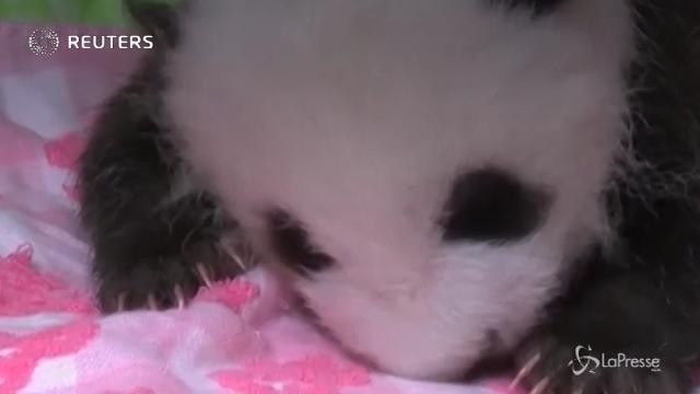 Cina: il panda gigante Jun Zhu dà alla luce una cucciola