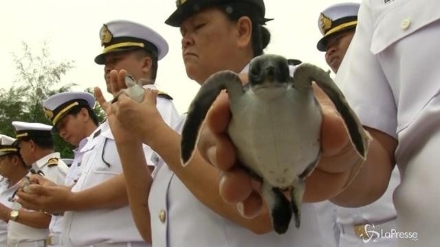 Thailandia, liberate tartarughe marine per festeggiare il re