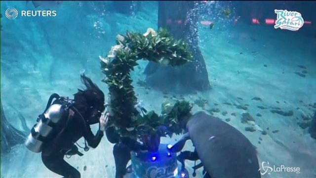Singapore: il compleanno subacqueo di un lamantino speciale