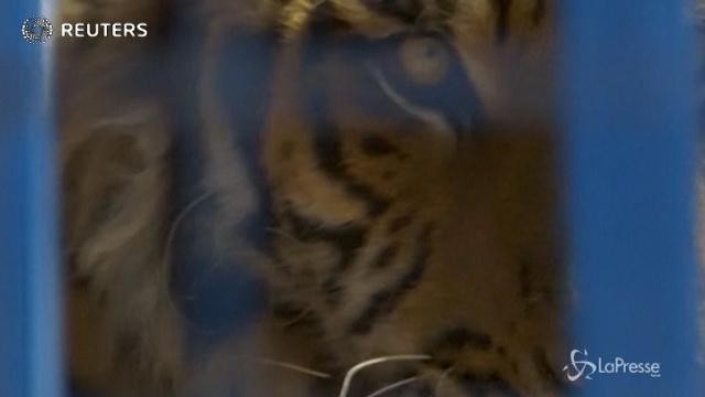Il salvataggio di alcuni animali dallo zoo di Aleppo