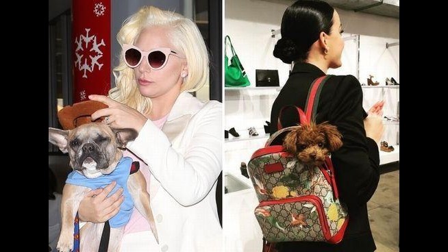 Da Lady Gaga a Katy Perry, cuccioli e star sempre insieme