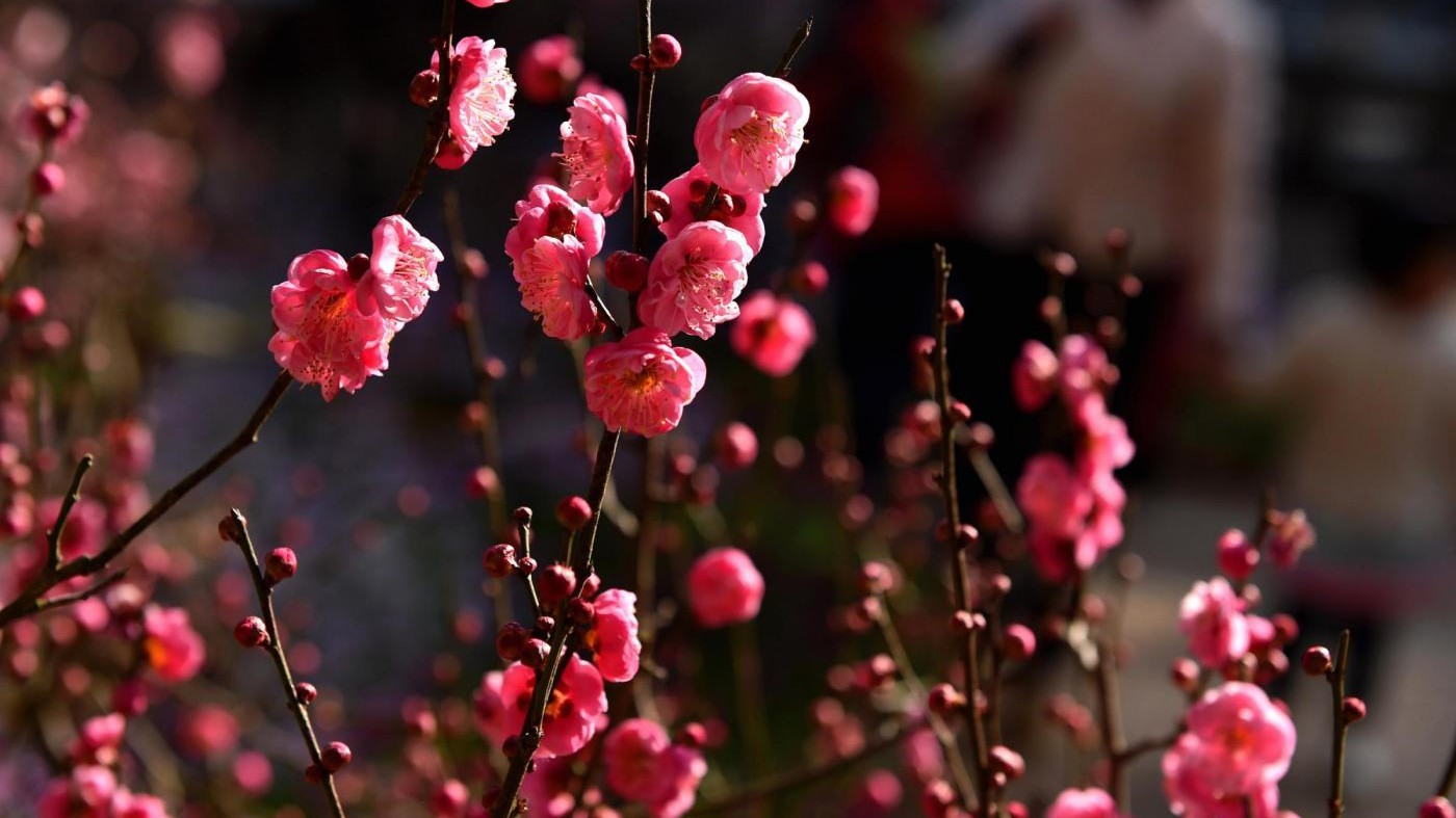San Valentino, un italiano su cinque regala fiori