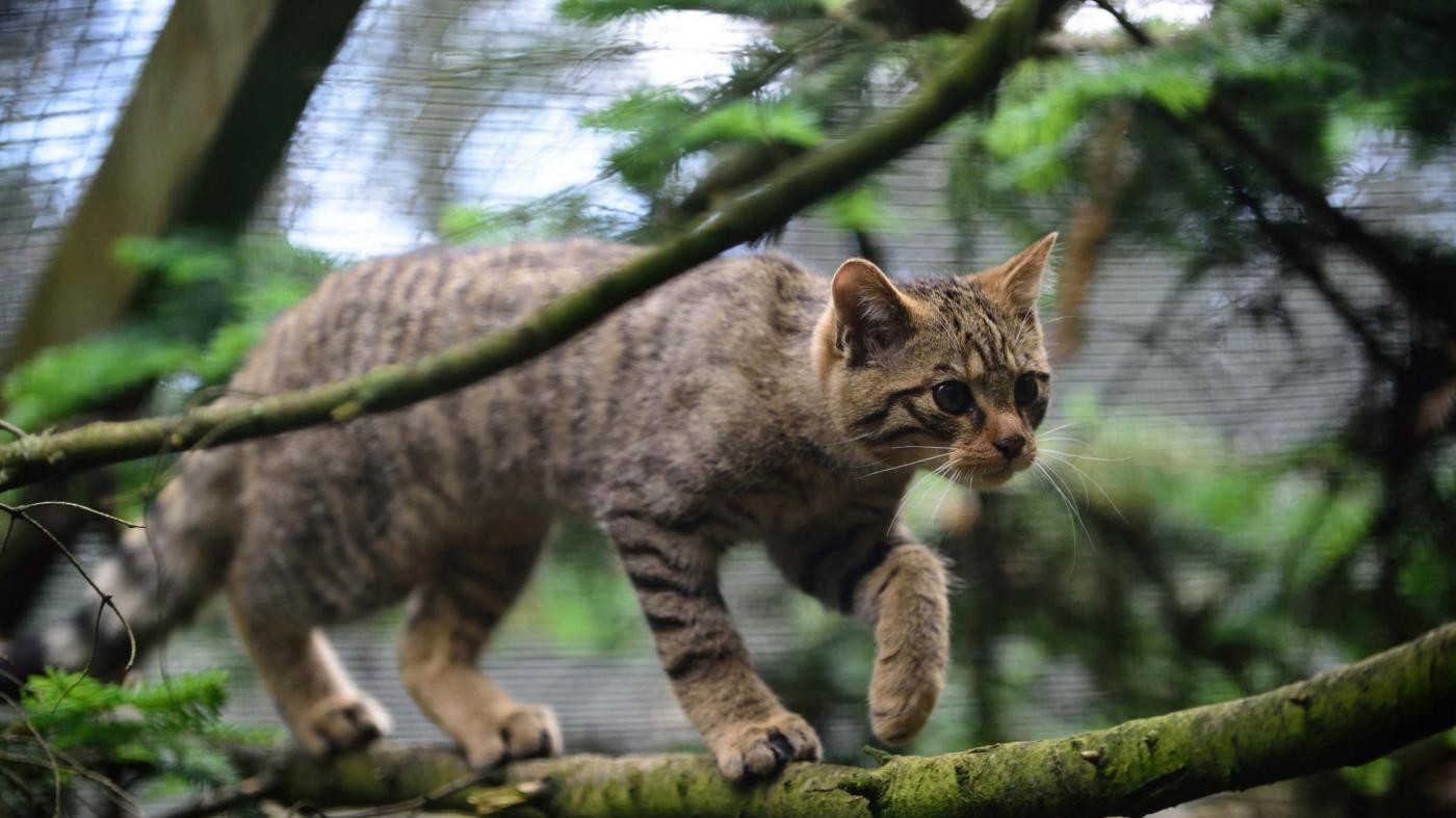 Animali, allarme Aidaa: Nel 2015 mangiati 4mila gatti