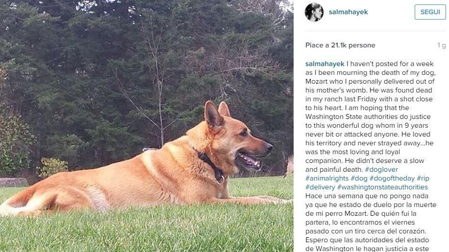 Ucciso cane di Salma Hayek con colpo di pistola
