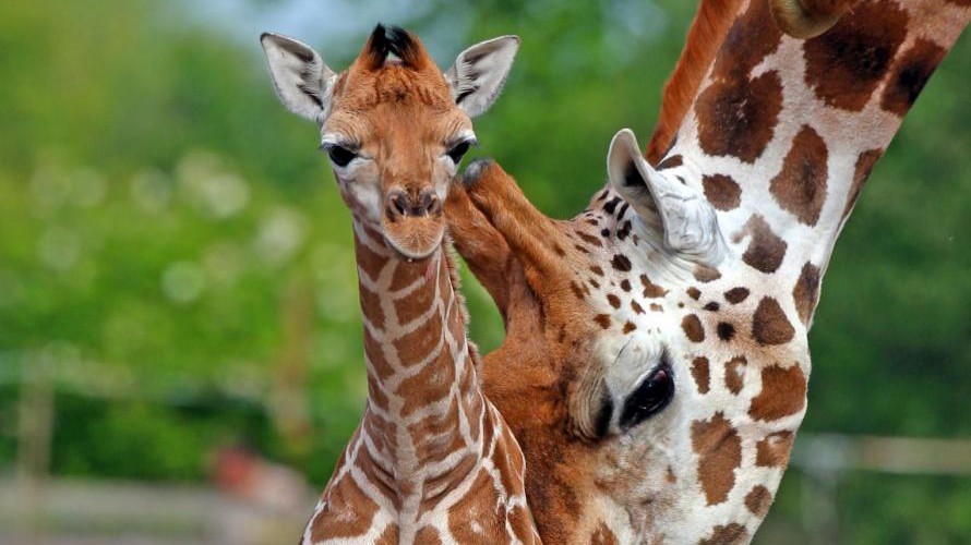 Regno Unito, nato un cucciolo di giraffa nello zoo di Whipsnade