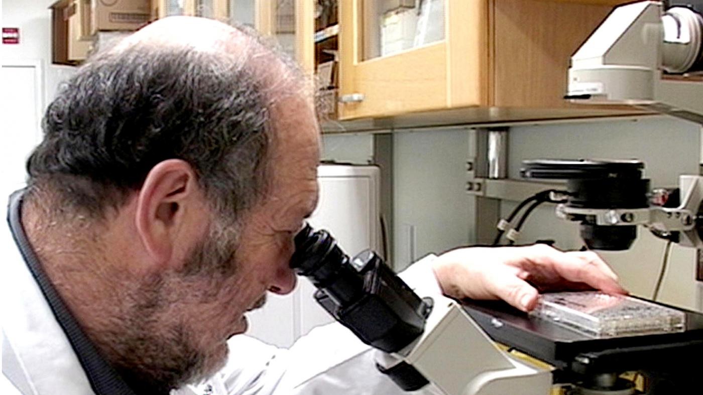 Regno Unito, sì a modificazione genetica di embrioni umani