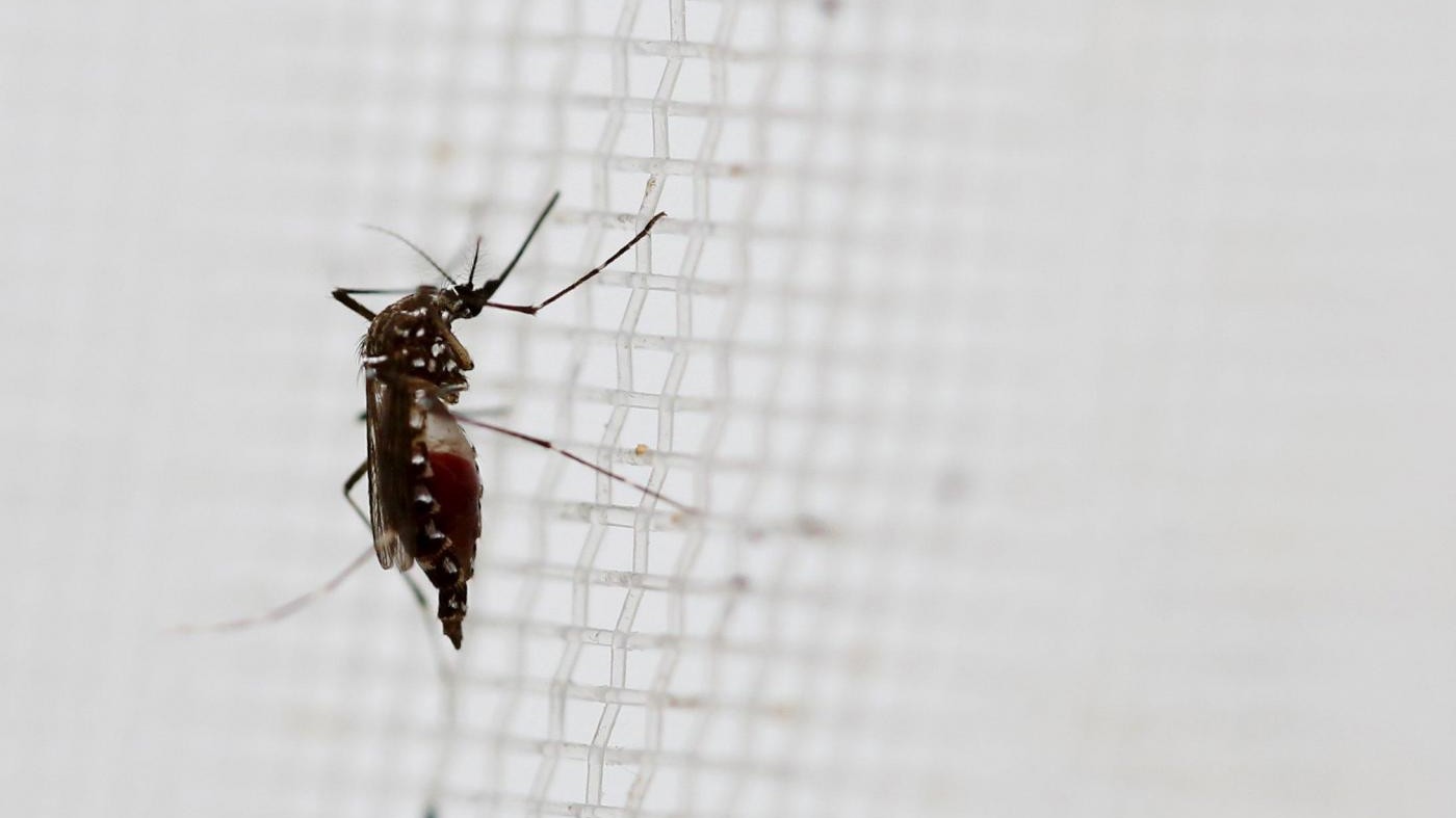 Virus Zika, Tonga ha dichiarato lo stato di epidemia