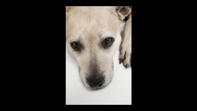 Cagnolina picchiata e abbandonata in un cassonetto del Bronx, salvata