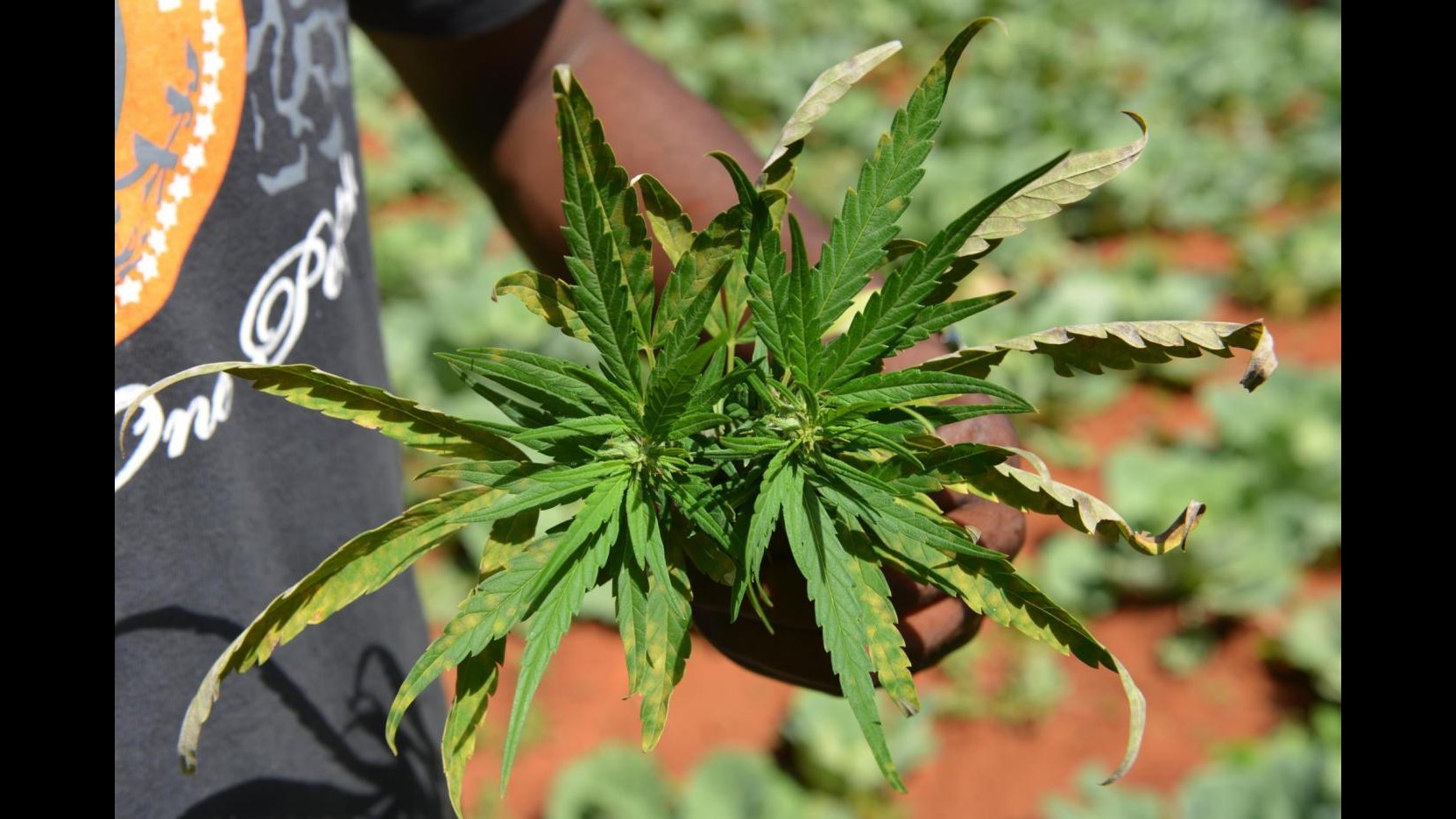 Roma, scoperta una piantagione di marijuana: arrestato agronomo