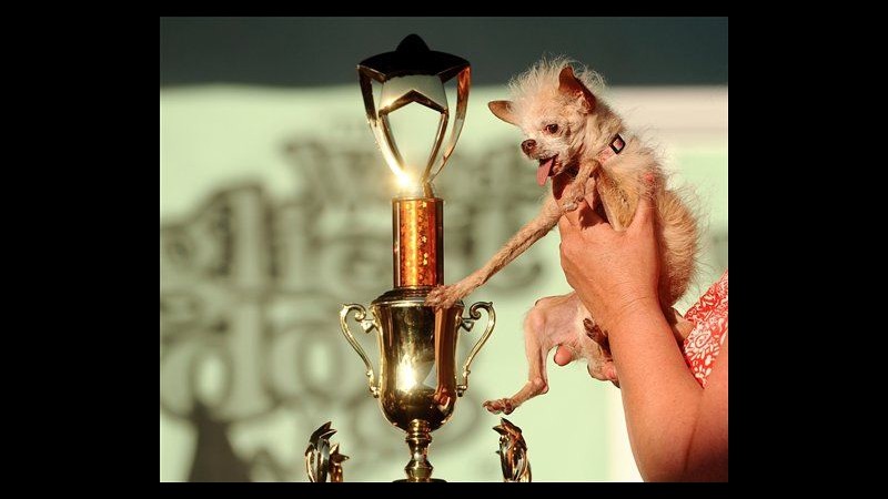È Yoda il cane più brutto del mondo