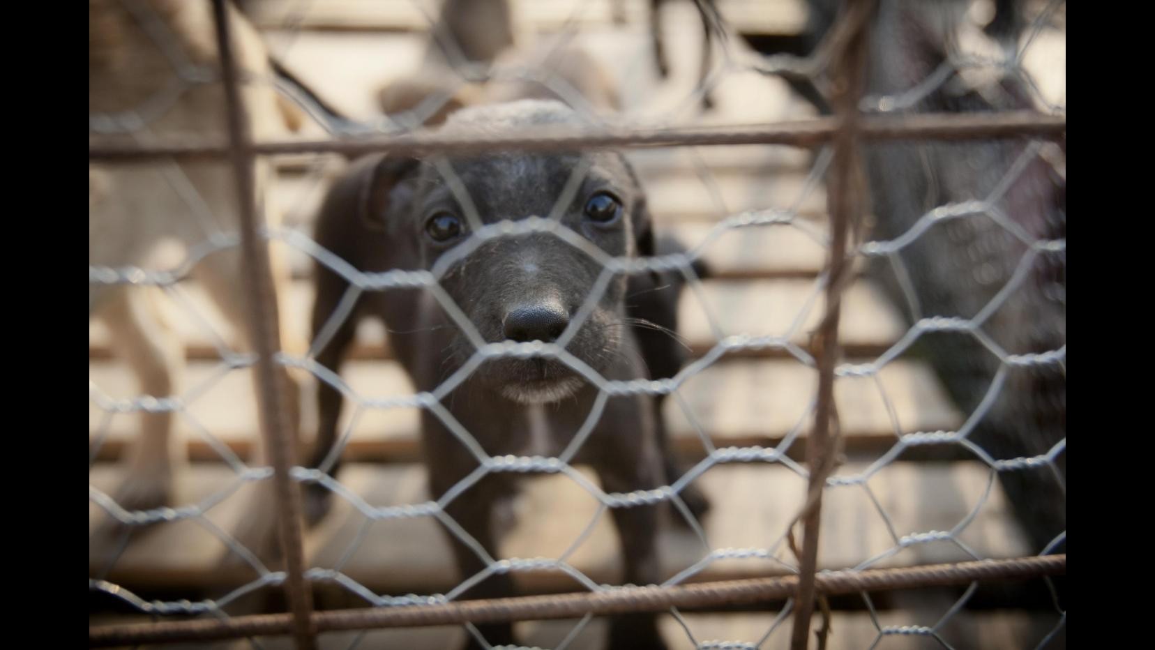 Romania, Parlamento approva legge eutanasia cani randagi a Bucarest