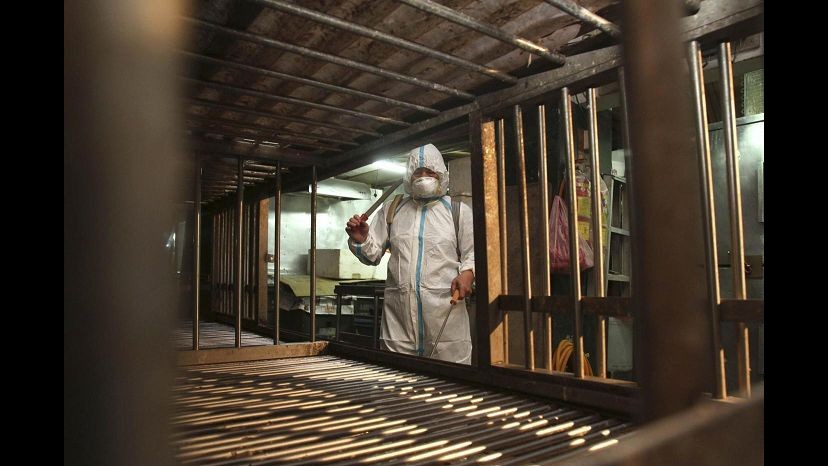 Aviaria, confermato terzo caso contagio umano nel bolognese