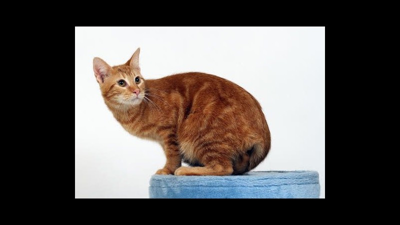Gatto ladro particolamente attivo agisce nella notte in California