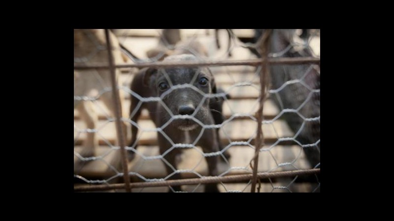 Romania, Basescu: Adottare legge per sopprimere migliaia cani randagi
