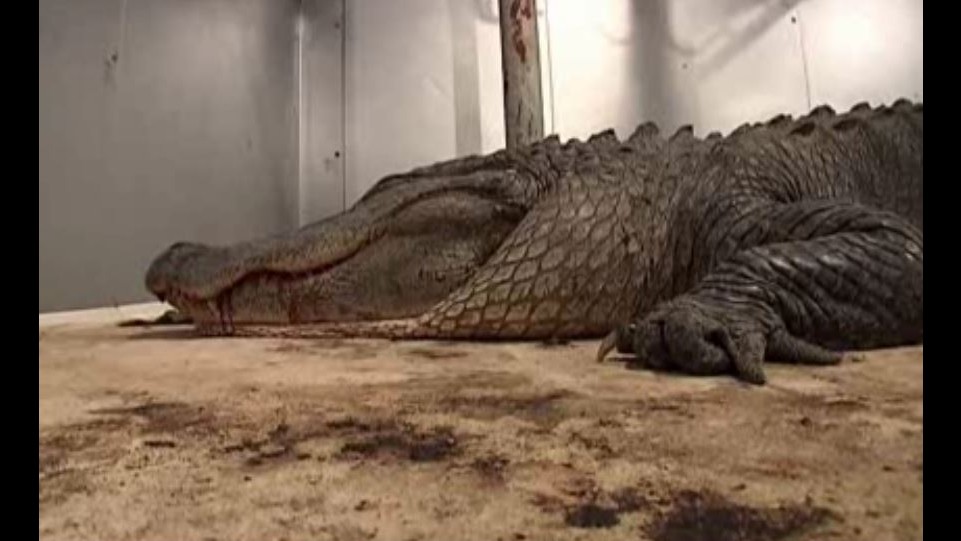 Catturato alligatore gigante nel Missisipi: pesa 330 chili
