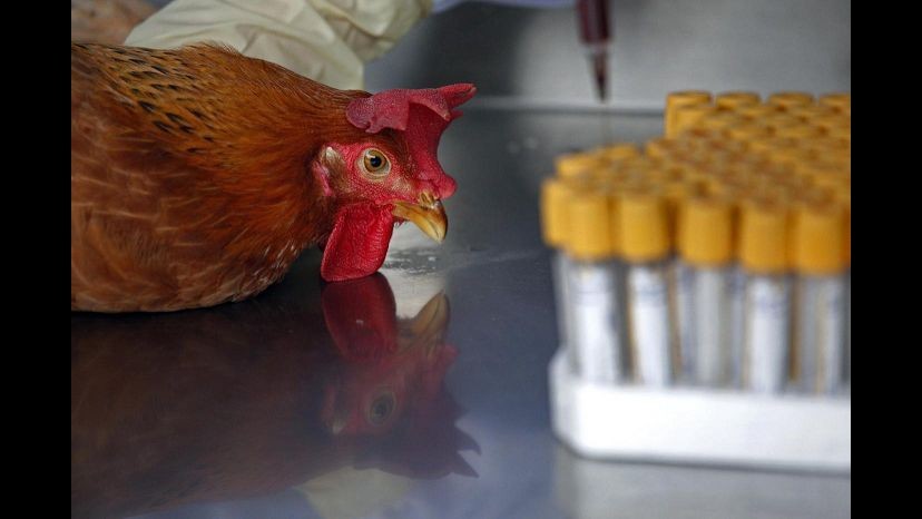 Aviaria, positivo operatore allevamento nel bolognese