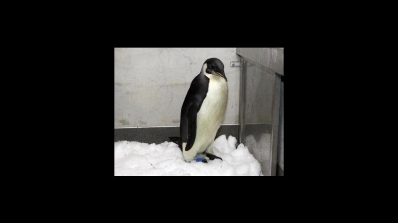 Nuova Zelanda, Happy Feet è maschio