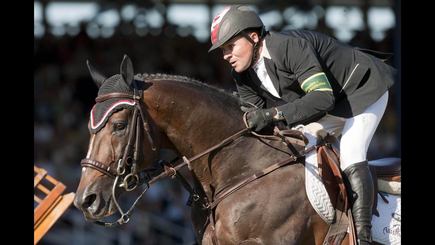 Equitazione, muore a Verona il leggendario cavallo Hickstead