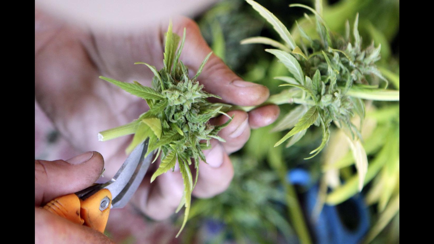 Arrestato nel barese 22enne, in casa aveva 54 piantine di marijuana