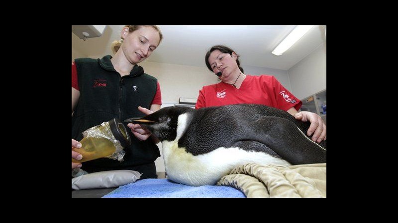Pinguino perso in Nuova Zelanda sarà riaccompagnato verso Antartico