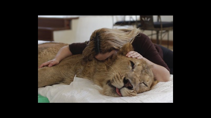 Brasile, due donne lottano per salvare la vita ad Ariel, leone malato