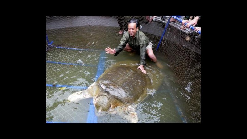 Vietnam, liberata ad Hanoi dopo le cure la tartaruga gigante ‘sacra’