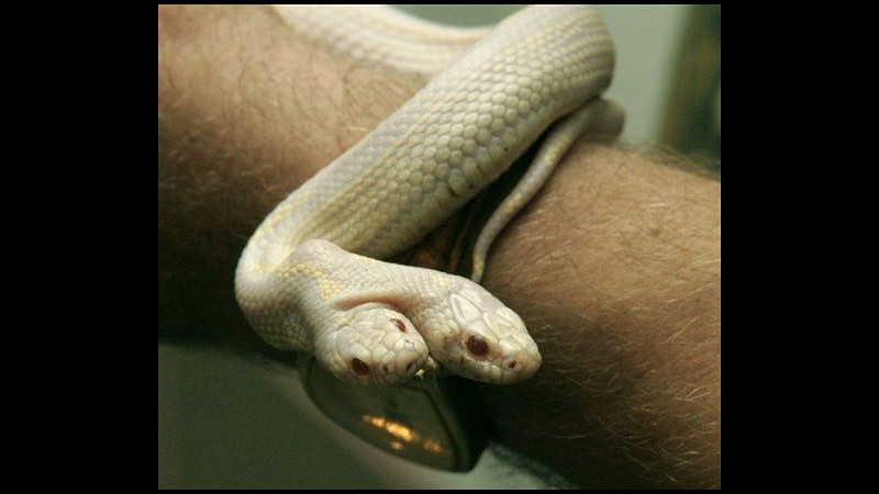 Ucraina, serpente albino a due teste in mostra in zoo privato