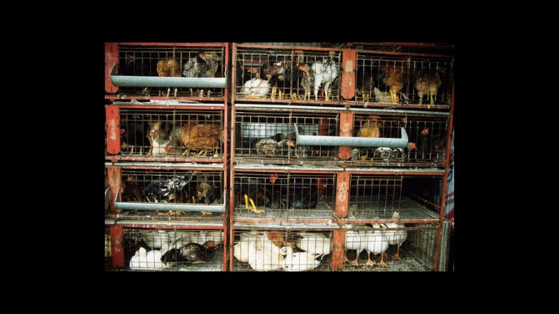 Usa, McDonald’s si sgancia da fornitore uova: Viola diritti di animali