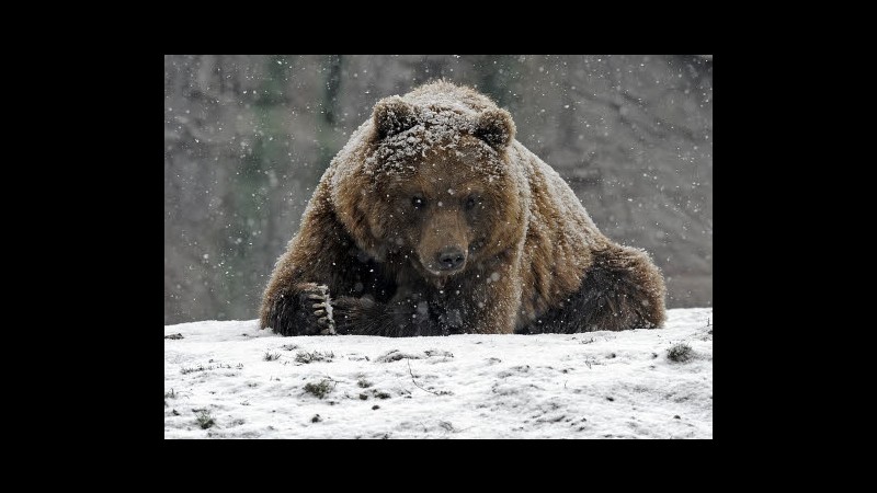 Parlamento europeo: Francia si impegni di più per salvare l’orso bruno