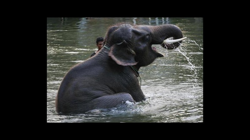 Thailandia, riaperto parco elefanti di Ayutthaya chiuso per alluvioni