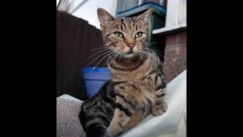 Brindisi, abbandonano gatto in scatola sigillata vicino cassonetti