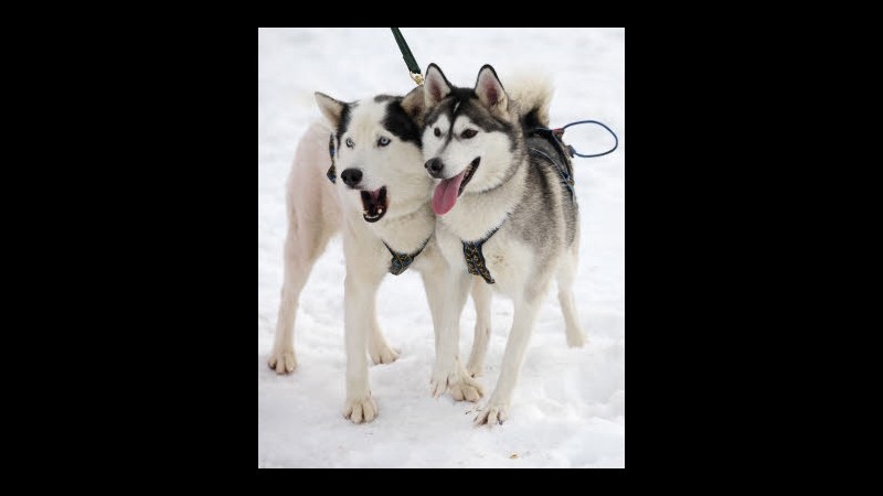 Usa, spara a 55 cani,li dispone a forma di stella e si corica tra loro