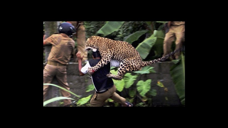 India, leopardo scappa: 11 feriti