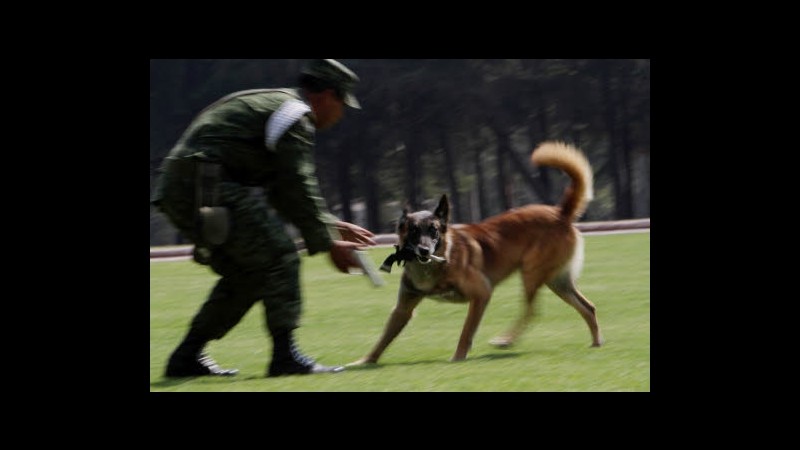 Cane spara al cacciatore nello Utah