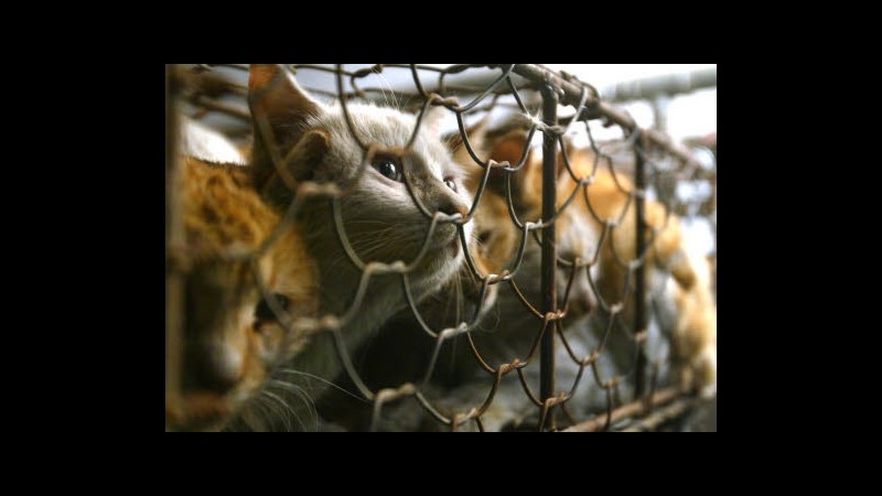 California, città ‘animalista’ vieta vendita prodotti con pellicce