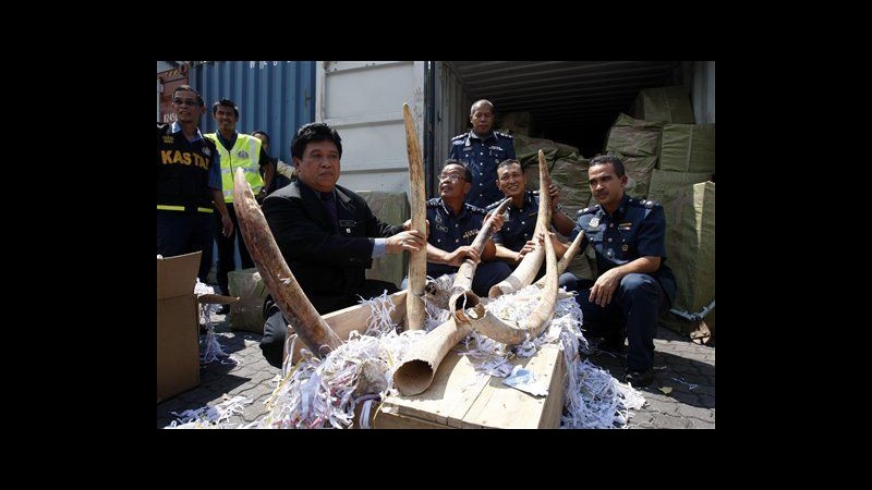 Sequestrate in Malesia centinaia di zanne di elefanti africani