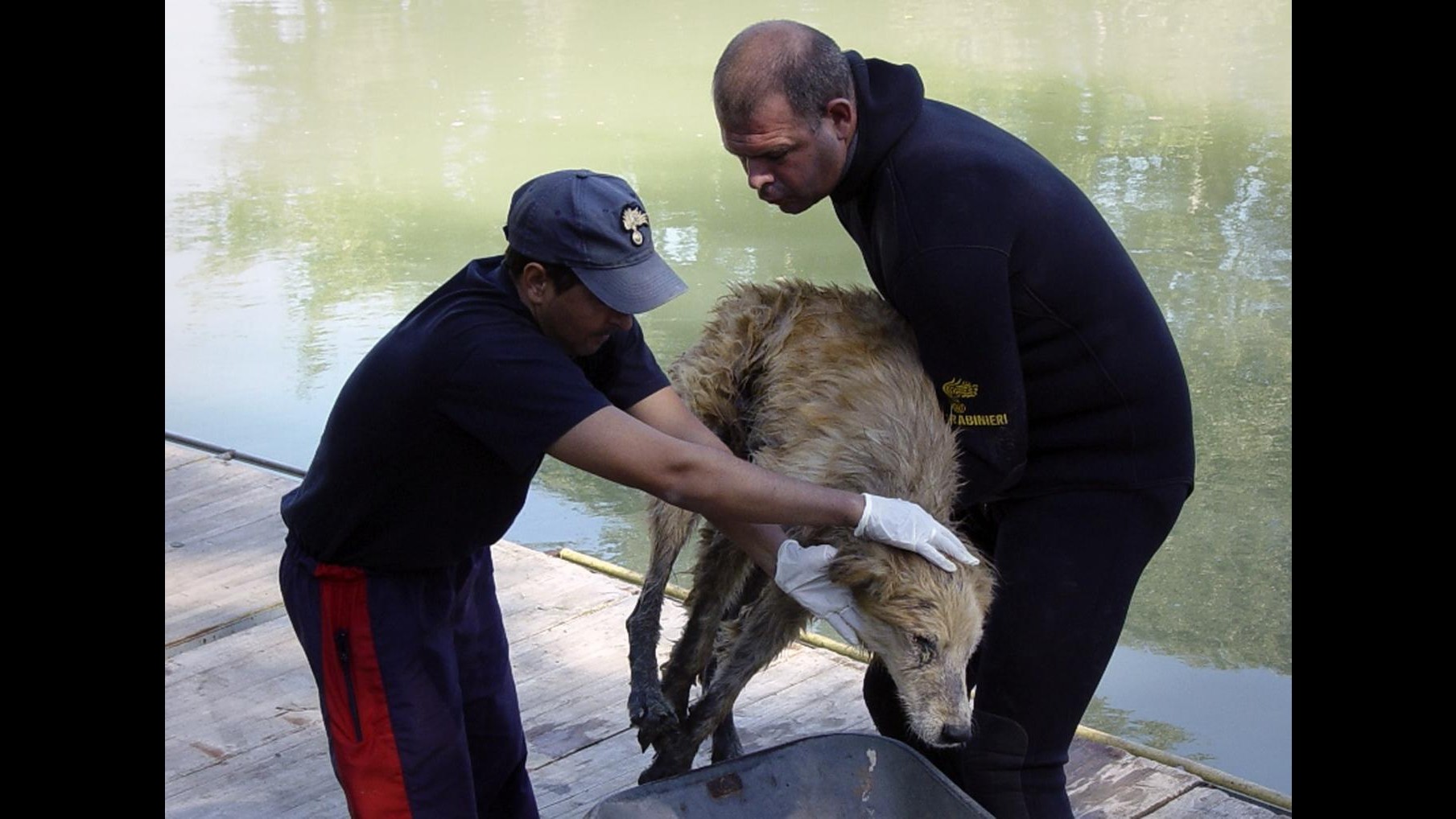 Aidaa: Record di cani abbandonati, 137 solamente il giorno di Natale