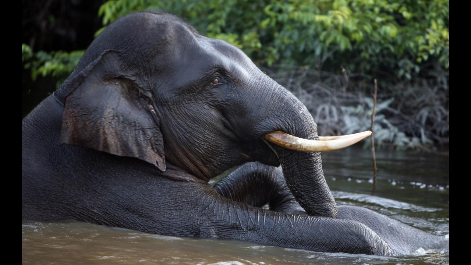 Indonesia, elefante affamato calpesta a morte contadino