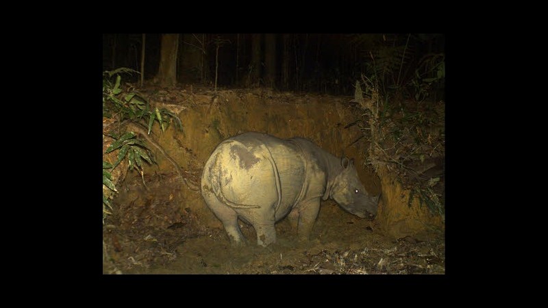 Malesia, trovata dopo 3 anni femmina rinoceronte adatta al maschio Tam