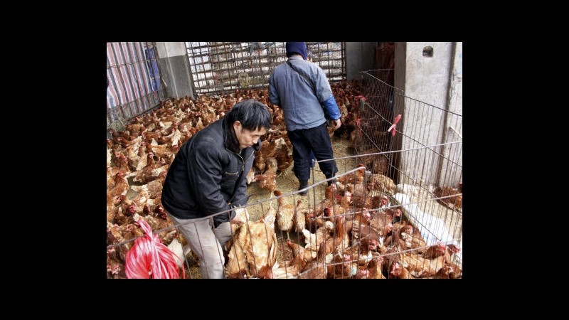 Hong Kong, trovato pollo infetto influenza aviaria: 17mila al macello