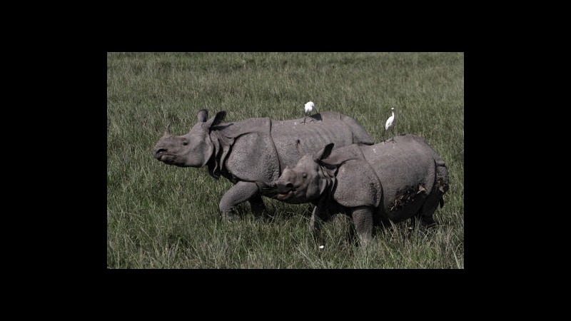 Sudafrica, 8 rinoceronti trovati morti senza corni in parco Kruger