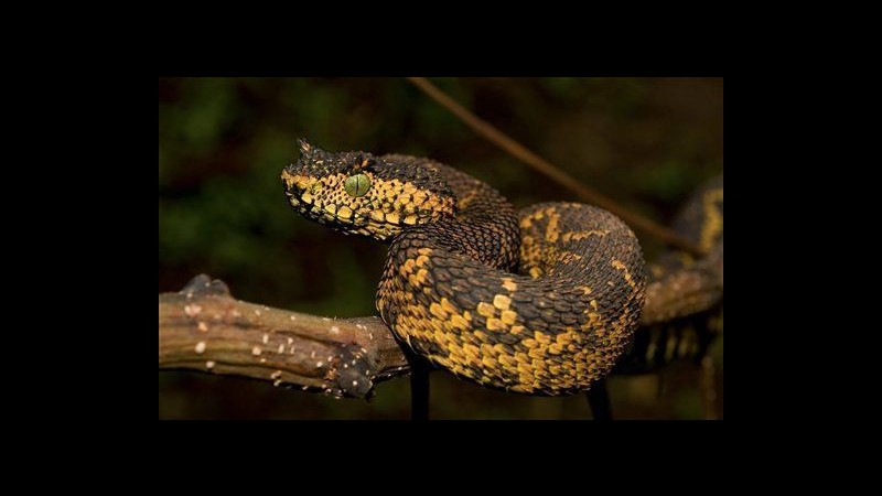 Tanzania, scopre nuovo serpente e lo chiama Matilda come la figlia