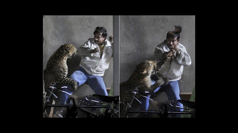 India, leopardo attacca persone in città: un morto, 4 feriti