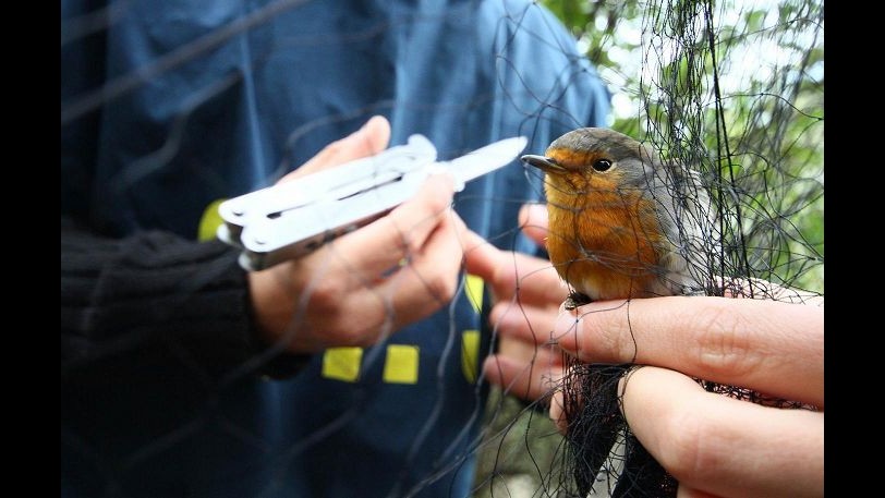 Reggio Calabria, denunciati due bracconieri con mille uccelli protetti